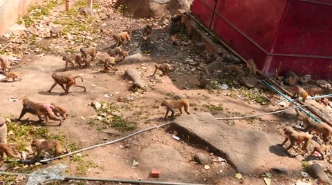 Big group of macaque monkeys in monastery yard Video stock 61347564