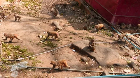 Big group of macaque monkeys in the yard of monastery - Myanmar Stock Footage 61347630