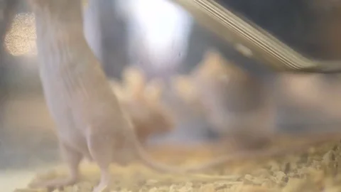 Big Group of Pet White Mice in an Aquarium. Medical Research Scientist Examines Stock Footage 81416735