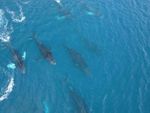 Big group pod of humpback whales traveling in blue ocean water. Stock Footage 80331481