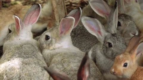 Big group of rabbits lying together Video stock 67600870