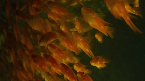 A big group of red fish swam to a corner in an aquarium Video stock 300062244