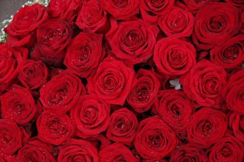 Big group of red roses Stock Photos