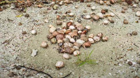 Big Group of Sea Shell Crabs crawl Together Stock Footage 58277495