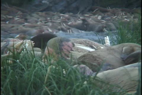 Big group sleep Stock Footage 11110342