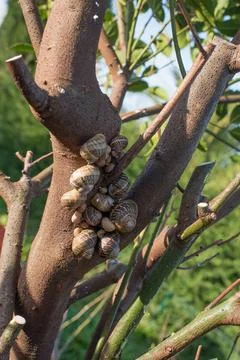 Big group of snails on a tree trunk Stock Photos