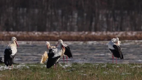A big group of storks on a meadow next to a road at a cold day in winter. Stock Footage 232386019