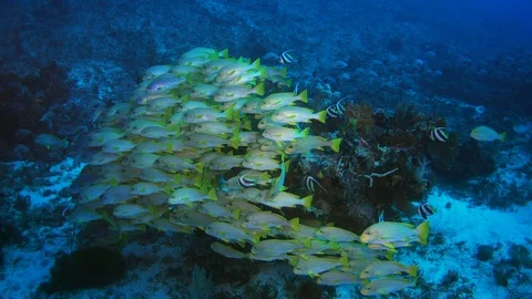 Big group of sweetlips facing the same direction in front of boulder Video stock 112481654