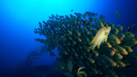 Big group of sweetlips facing the same direction in front of boulder Stock Footage 112482180