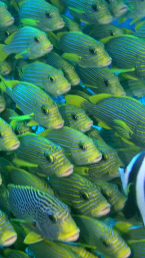 Big group of sweetlips facing the same direction in front of boulder Stock-Footage 227824515