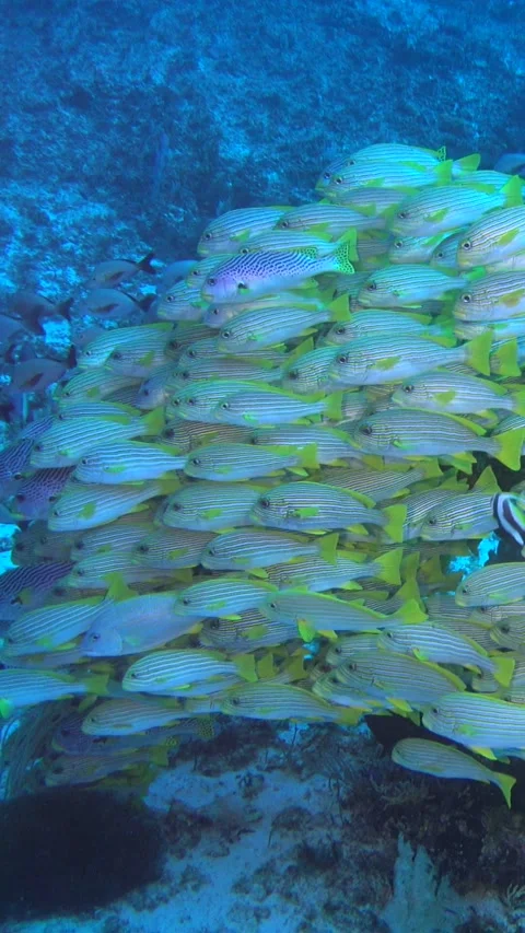 Big group of sweetlips facing the same direction in front of boulder Stock Footage 230210130