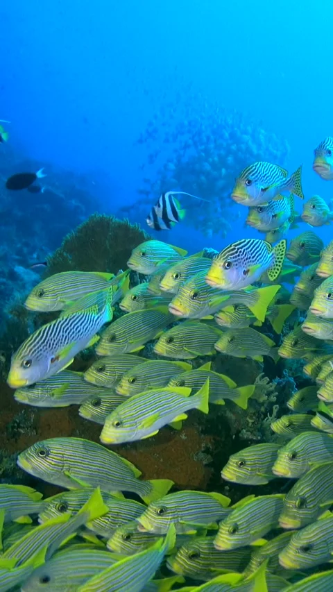 Big group of sweetlips facing the same direction in front of boulder Stock-Footage 230210146