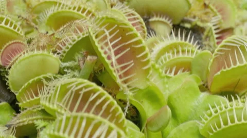 Big group of Venus flytraps 스톡 동영상 232687032