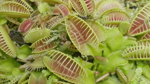 Big group of Venus flytraps 스톡 동영상 232687380