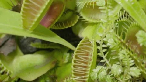 Big group of Venus flytraps 스톡 동영상 232687783