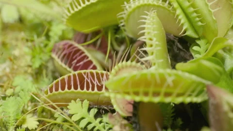 Big group of Venus flytraps 스톡 동영상 232687802