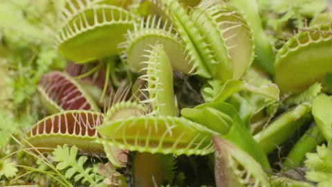 Big group of Venus flytraps 스톡 동영상 232689753