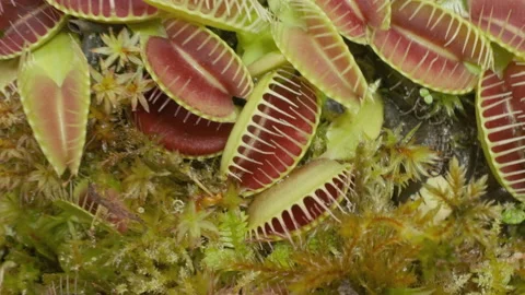 Big group of Venus flytraps 스톡 동영상 232690702