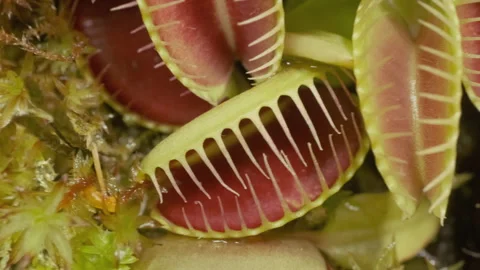 Big group of Venus flytraps Stock Footage 232690840