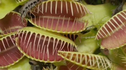 Big group of Venus flytraps 스톡 동영상 232691448