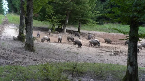 Big group of wild boars in the  forest Stock Footage 215677007