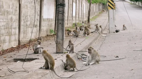 Big group of wild monkeys playing and resting along city sidewalk near concrete Stock Footage 313316024