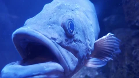Big Grouper FIsh Face Close Up and then Swims Away | 4k 24fps Stock Footage 137418554