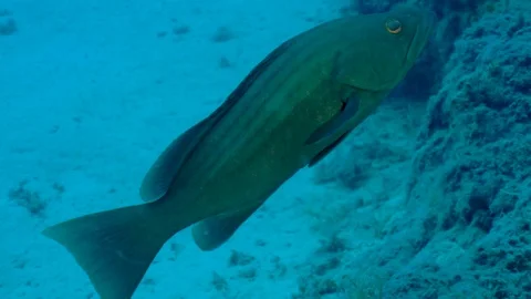 Big Grouper Fish Stock Footage 124091475