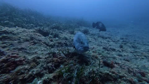 Big groupers swimms close to the camera - Scuba diving Majorca Stock Footage 336927888