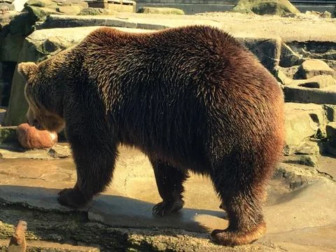 Big grown bear 写真素材