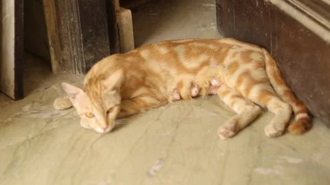 Big grown up cat sitting in front of the door to safeguard baby kittens. Stock Footage 245094664