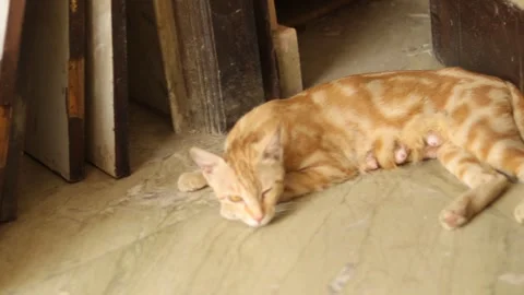 Big grown up cat sitting in front of the door to safeguard baby kittens. Stock Footage 245094665