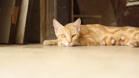 Big grown up cat sitting in front of the door to safeguard baby kittens. Stock Footage 245094756