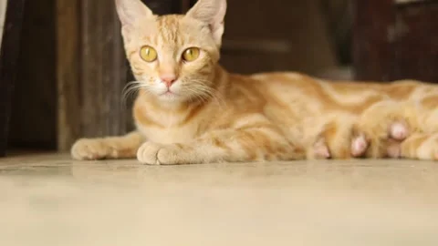 Big grown up cat sitting in front of the door to safeguard baby kittens. Stock Footage 245095189