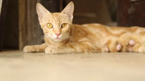 Big grown up cat sitting in front of the door to safeguard baby kittens. Stock Footage 245095254