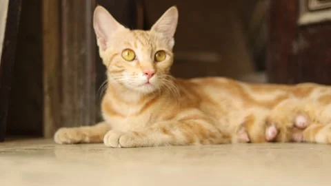 Big grown up cat sitting in front of the door to safeguard baby kittens. Stock Footage 245095265