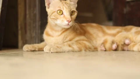 Big grown up cat sitting in front of the door to safeguard baby kittens. Stock Footage 245095274