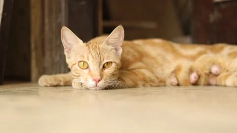 Big grown up cat sitting in front of the door to safeguard baby kittens. Stock Footage 245095327