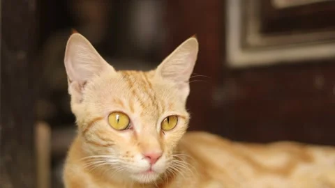 Big grown up cat sitting in front of the door to safeguard baby kittens. Stock Footage 245095516