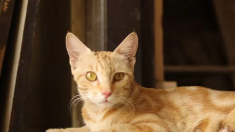 Big grown up cat sitting in front of the door to safeguard baby kittens. Stock Footage 245095546