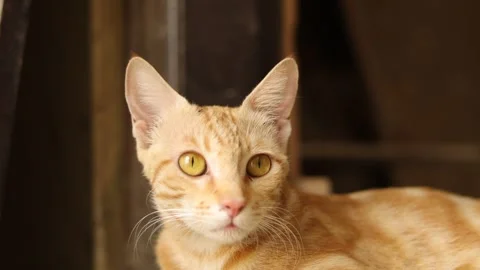 Big grown up cat sitting in front of the door to safeguard baby kittens. Stock Footage 245095551