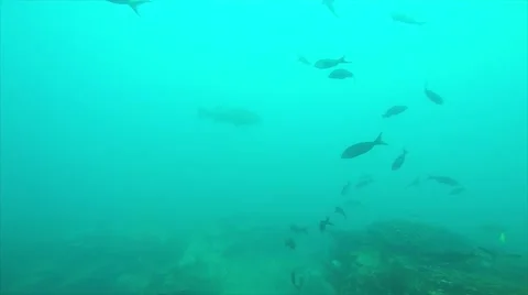 Big Gulf grouper (Mycteroperca jordani) Stock Footage 59138575