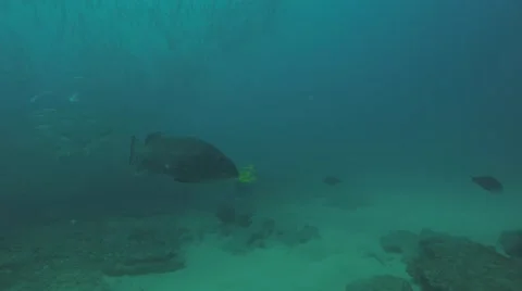 Big Gulf grouper (Mycteroperca jordani) Stock Footage 59149699