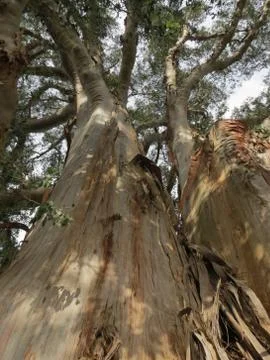 Big gum tree Stock Photos