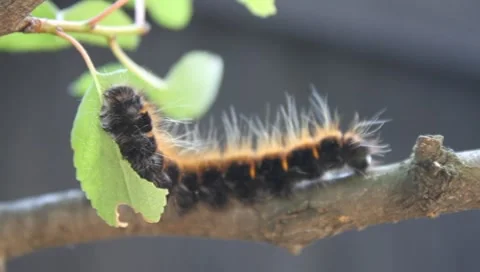 Big hairy brown orange caterpillar feasting Video stock 8564792