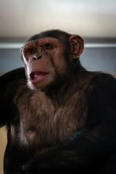 Big hairy monkey close-up Foto stock