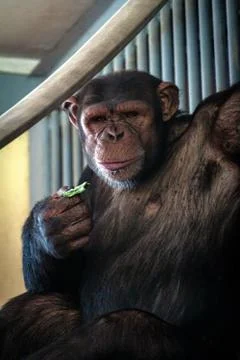 Big hairy monkey close-up Stock Photos