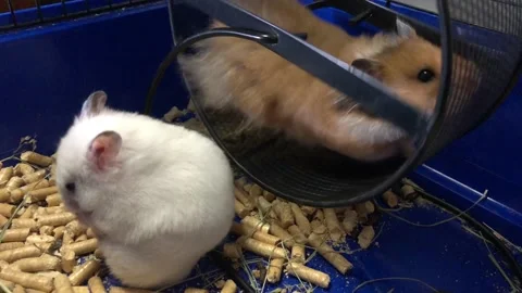 underwater hamster cage