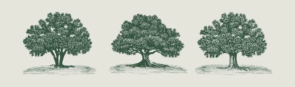 Big hand drawn tree vector illustration Stock Illustration