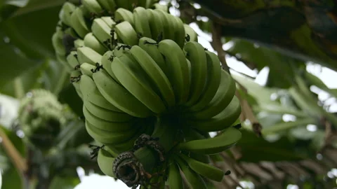 Big Hand of Green Bananas on a Tree Africa Stock Footage 170878449